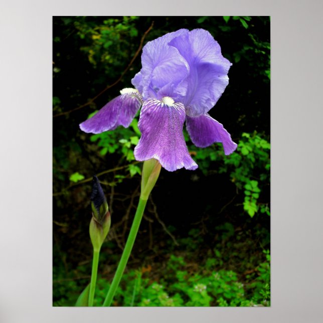 Poster Purple Iris (Frente)