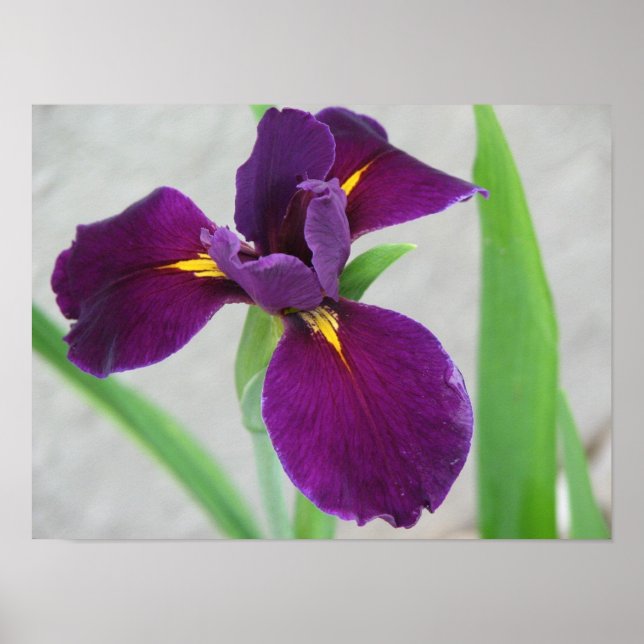 Pôster Purple Iris (Frente)