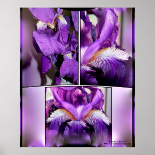 Pôster Purple Iris