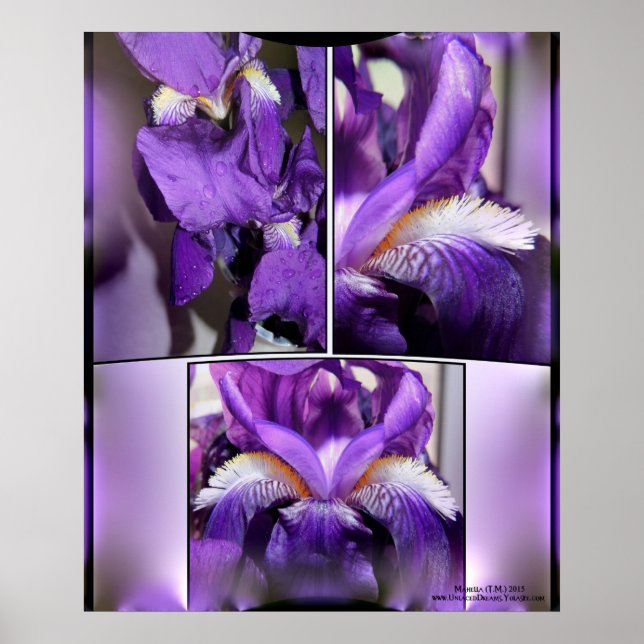 Pôster Purple Iris (Frente)