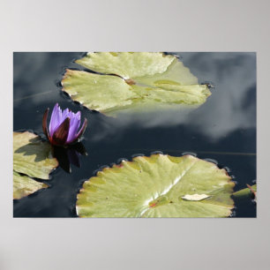 Poster Purple Lily