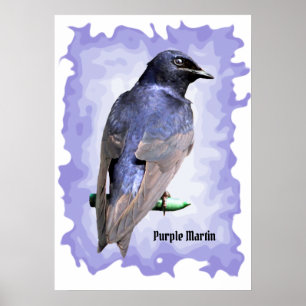 Poster Purple Martin