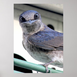 Poster Purple Martin