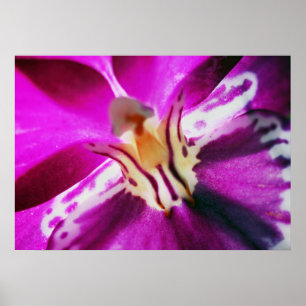 Pôster Purple Orchid