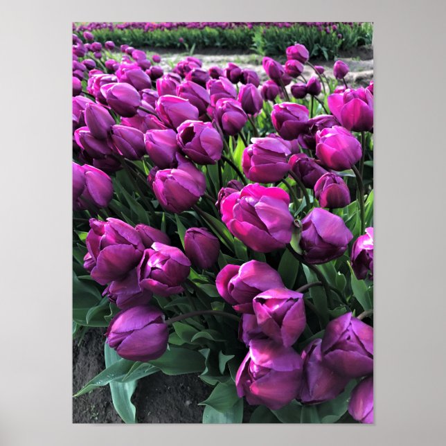 Pôster Purple Prince Tulips (Frente)