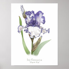 Poster Purple Ruffled Iris Original Art Print