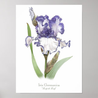 Poster Purple Ruffled Iris Original Art Print
