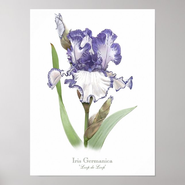 Poster Purple Ruffled Iris Original Art Print (Frente)
