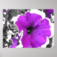 Purple Tinted Black and White Petunias