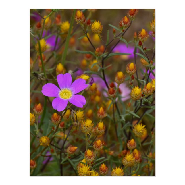 Pôster Purple Wildflower – Nature’s Colour Symphony (Frente)