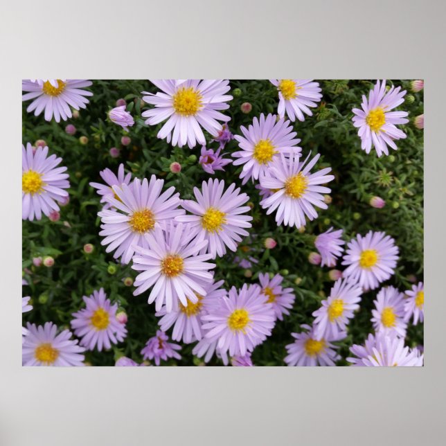 Pôster púrpura clara (Frente)