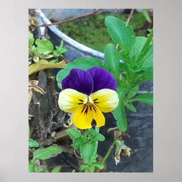 Poster Púrpura e amarela