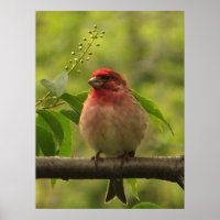 Púrpura Finch