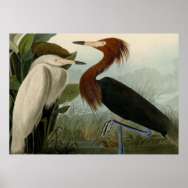 Poster Púrpura Heron Audubon Bird Willife Painting (Frente)