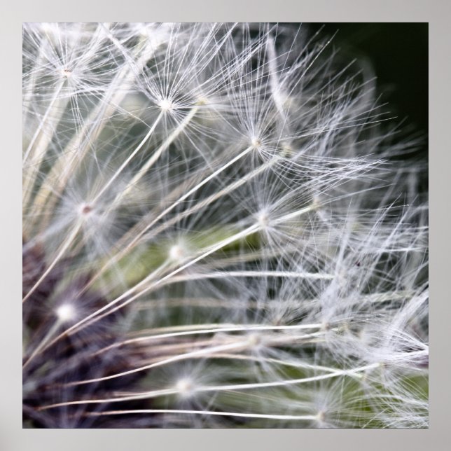 Pôster Pusteblume (Frente)