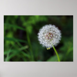 Poster Pusteblume
