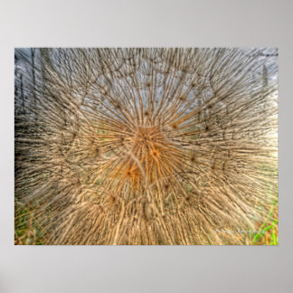 Poster pusteblume 2007