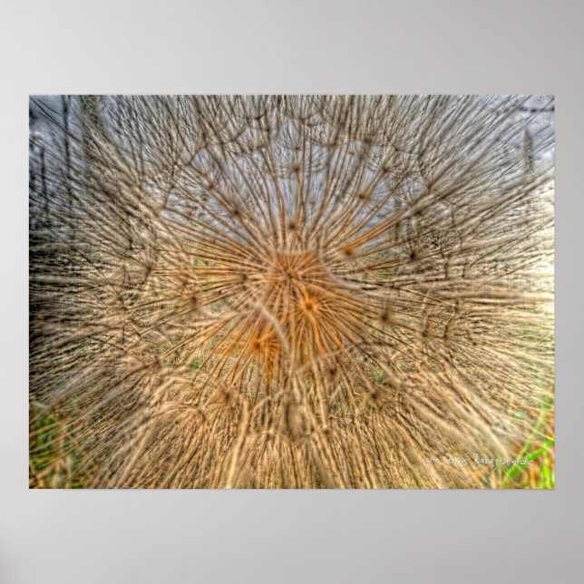 Poster pusteblume 2007 (Frente)