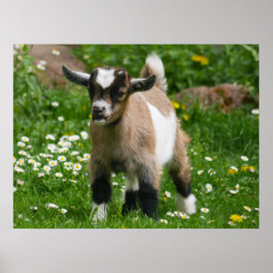 Poster Pygmy Dwarf Goat Kid em Flores