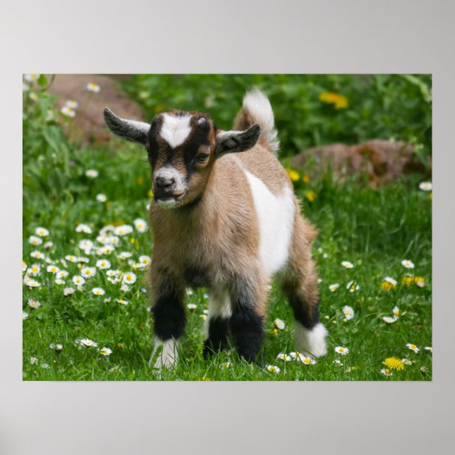 Poster Pygmy Dwarf Goat Kid em Flores (Frente)