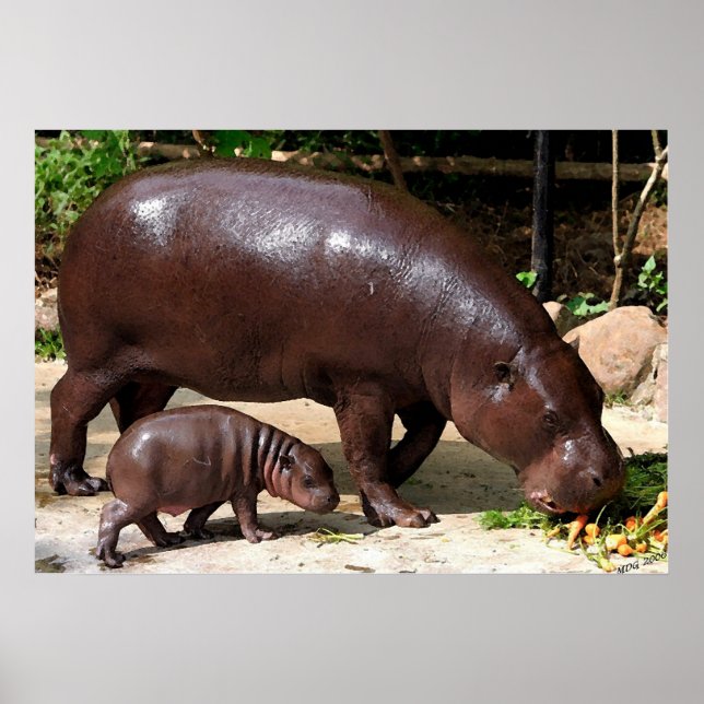 Pôster Pygmy Hippo Pair Hippopotamus Retrato (Frente)