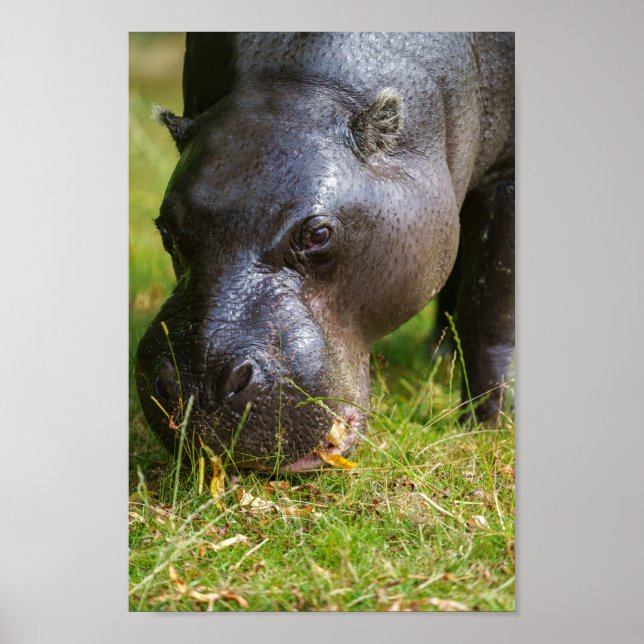Poster Pygmy Hippopotamus (Frente)
