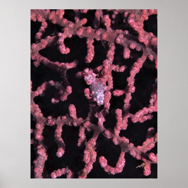Poster Pygmy Seacavalo (Frente)