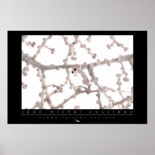 Pôster Pygmy SeaPoster