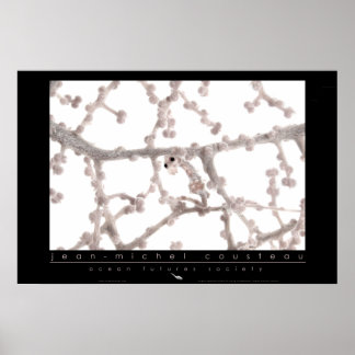 Pôster Pygmy SeaPoster