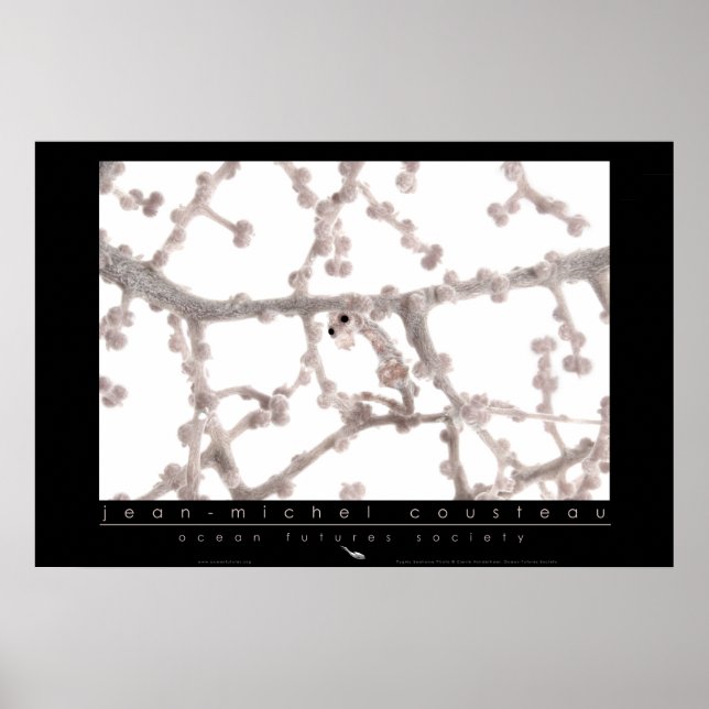 Pôster Pygmy SeaPoster (Frente)