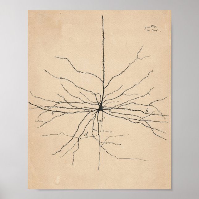 Poster Pyramida Neuron Desenho Por Santiago Ramón Y Cajal (Frente)