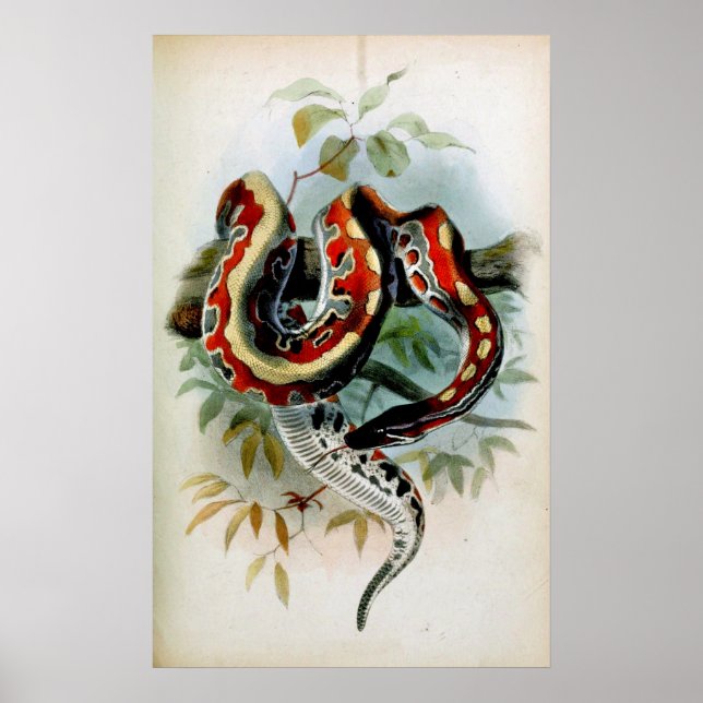 POSTER PYTHON! (Frente)