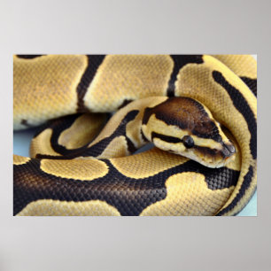 Poster Python 3 da esfera amarela e preta