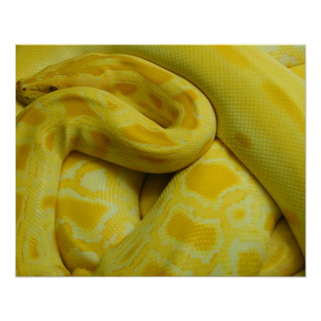 Pôster Python Amarelo birmanês (Frente)