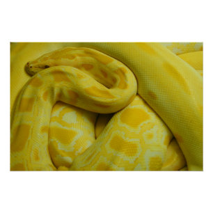 Pôster Python Amarelo birmanês