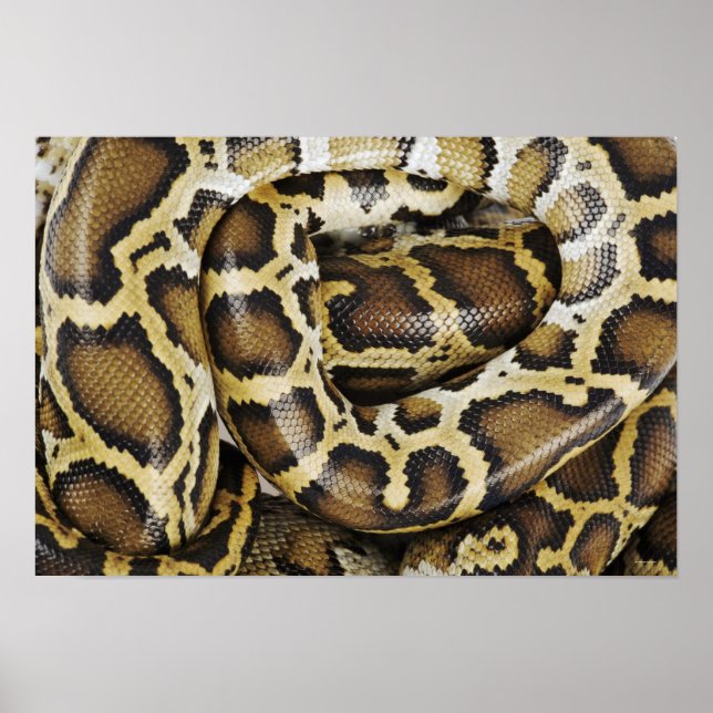 Poster Python birmanês (Frente)