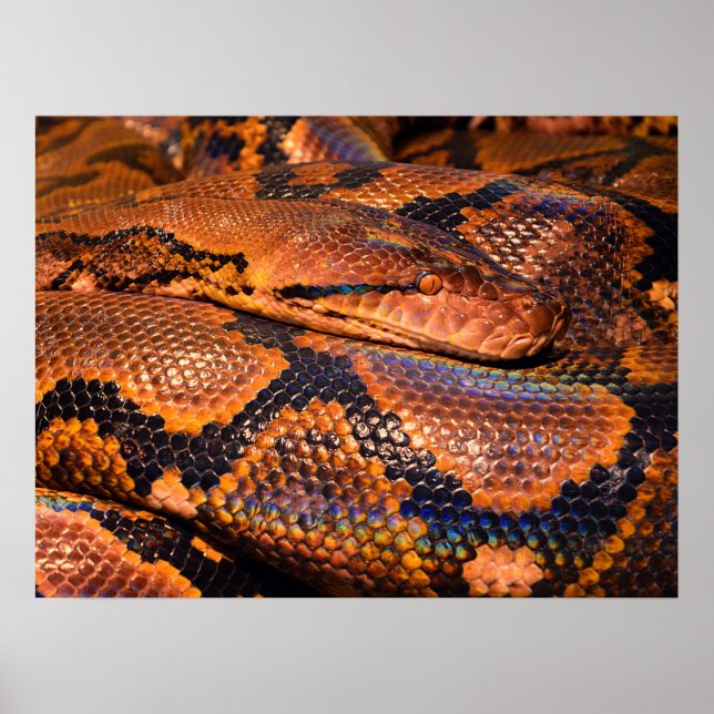Poster Python Cobra (Frente)