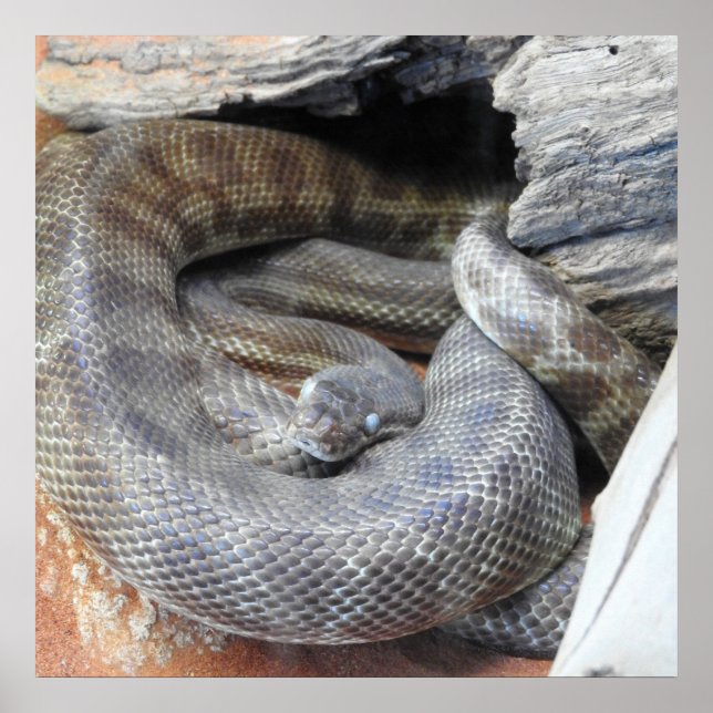 Poster Python de Stimson (Frente)