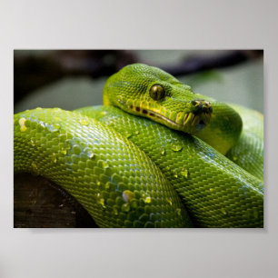 Poster Python verde