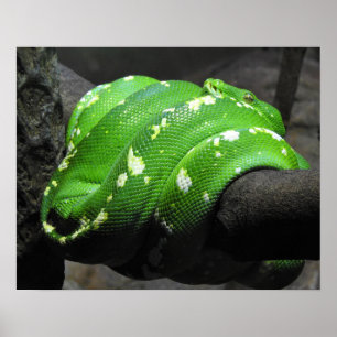 Poster Python verde