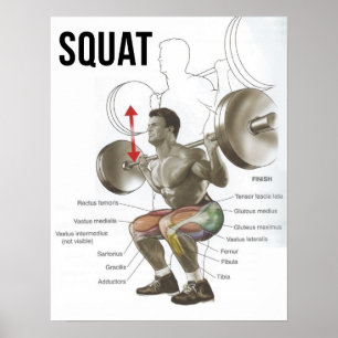 Poster Quadrado - Diagrama Muscular - Gráfico Anatômico