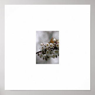 Poster quadro de imagem