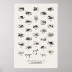 Poster Quadrupedes de Pele Grossa - Biblioteca do Natural