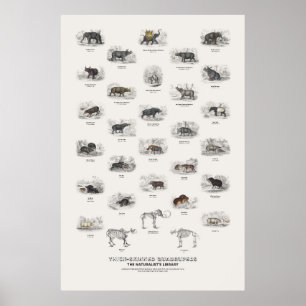 Poster Quadrupedes de Pele Grossa - Biblioteca do Natural
