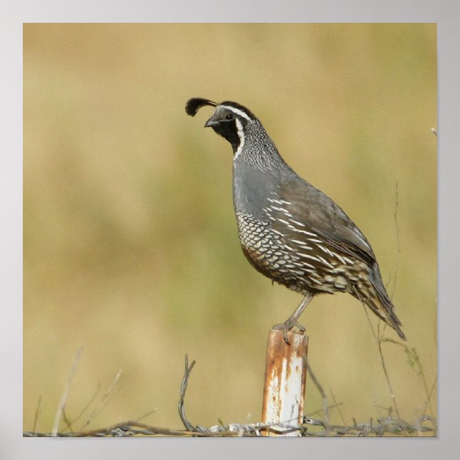 Pôster Quail (Frente)