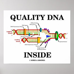 Pôster Qualidade do DNA Dentro (Replicação do DNA)