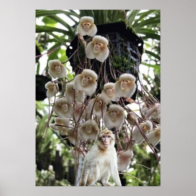 Poster Quando a natureza copia a natureza. (Frente)