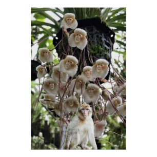 Pôster Quando a natureza copia a natureza.