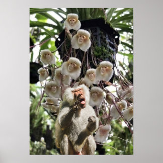 Poster Quando a natureza copia a natureza.