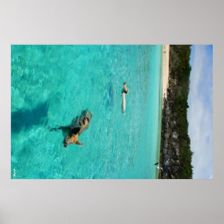 Pôster Quando os porcos são Natações